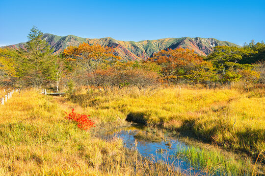 栃木県那須塩原市　秋の紅葉に染まる沼原湿原の風景