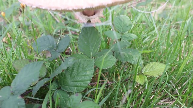 Vertical camera movement along the stalk of a parasol mushroom