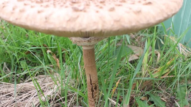 Vertical tilt up revealing a large parasol mushroom cap