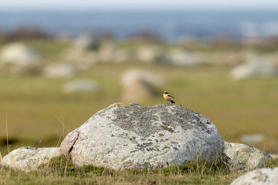 Desert wheatear perched on a lichen-covered boulder in open land
