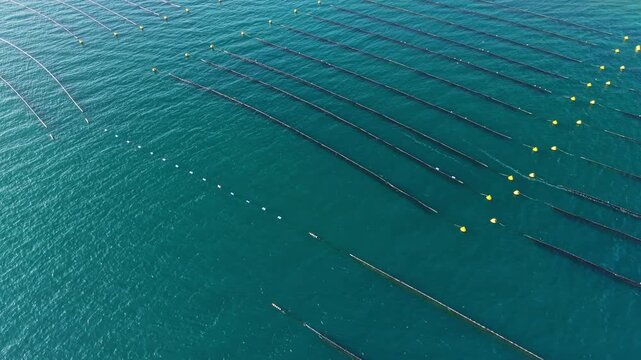 A mussel farm occupies coastal water, with long cultivation lines and marker buoys arranged across the surface in daylight.