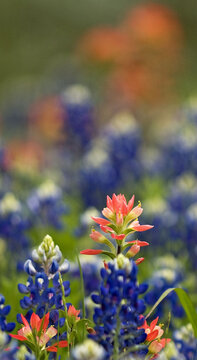 Indian Paintbrush and Bluebonnets Blooming in North Central Texas