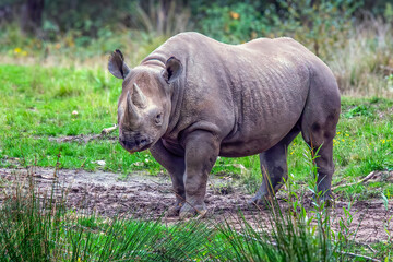 Photo of a black rhinoceros (also known as the black rhinoceros or Diceros bicornis), recognizable by its pointed upper lip, in a Dutch safari park © Emma
