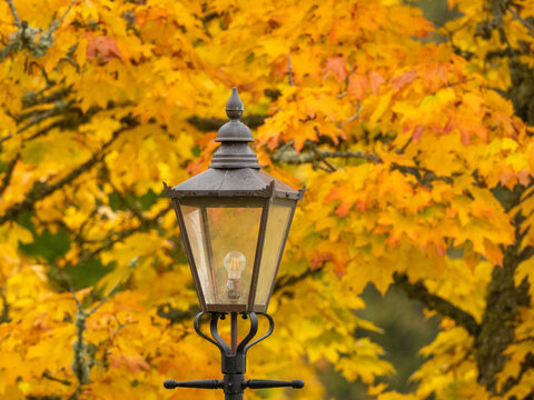 Vintage street lamp framed by golden autumn maple leaves