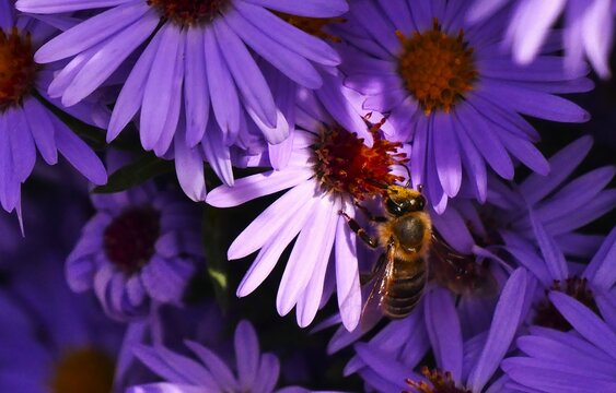Bee on a purple daisy flowers collecting pollen, close macro details, bugs and insects wildlife background