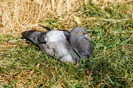 Pigeon rests on green and dry grass