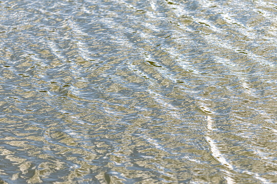Ripples glide across calm water surface