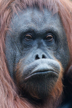 Close-up portrait of a mature orangutan with deep-set eyes