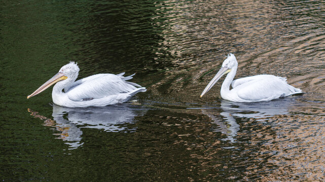 Two white pelicans glide calmly on dark water