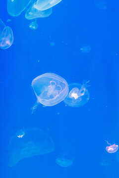 Glowing jellyfish float in deep blue water