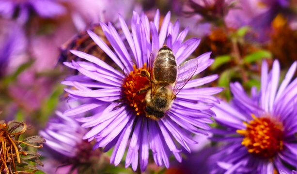 Bee on a purple daisy flowers collecting pollen, close macro details, bugs and insects wildlife background