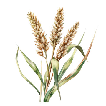 Watercolor vector illustration of Oleaster, isolated on a white background.
