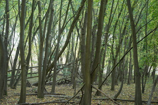 Naturbelassener Wald mit Totholz im Naturschutzgebiet Karower Teiche in Berlin