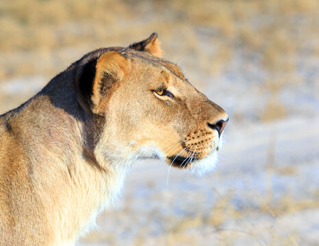 close up of a beautiful Lioness head who is standing very close, she has a natural out of focus background. Hwange National Park, Zimbabwe