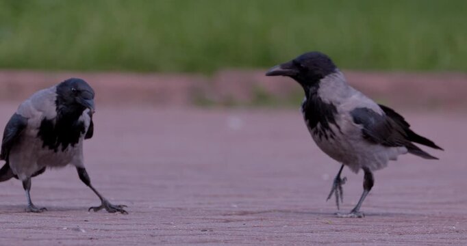 Hooded crows walking on urban pavement searching for food
