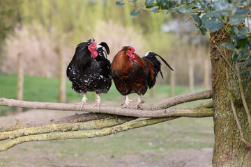 Two roosters, one black and one brown, perch together on a rustic wooden fence branch in an open rural farmyard meadow. © erwin