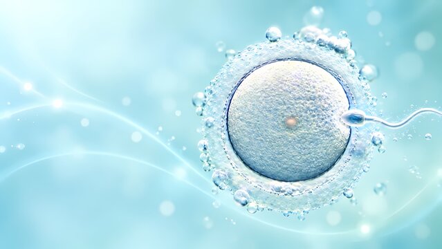 Sperm cell reaching human egg zona pellucida, fertilization concept for IVF, fertility and reproductive medicine, oocyte on soft blue background with copy space