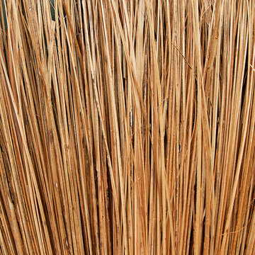 Texture of a natural coconut-leaf-rib broom