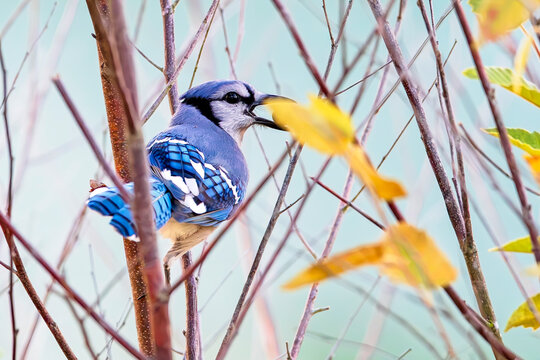 Blue Jay with Seed in Beak