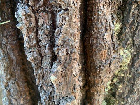 Rough old tree bark texture with cracks and moss