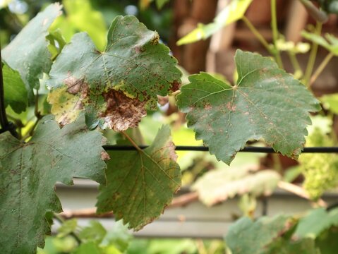 Close up view of diseased yellow and brown dry grape leaves on a green grapevine plant in a garden, showing plant pathology, leaf blight, and agricultural damage issues