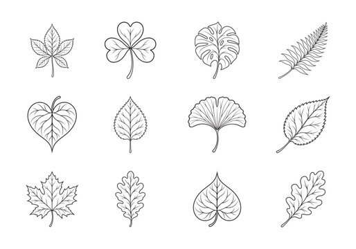 Botanical Leaves Black and White Outline Collection with Maple, Oak, Mons tera, Fern, Ginkgo, Clover and Heart Shaped Tropical Leaf Line Art Vector Set
