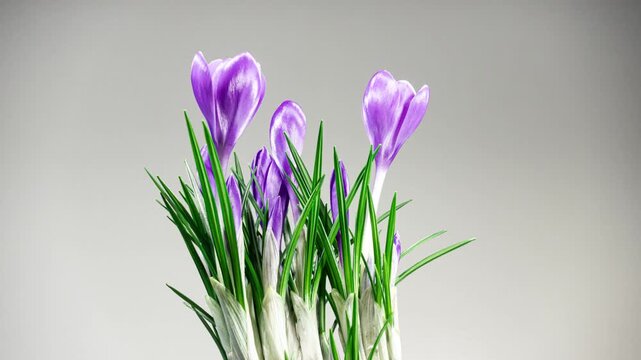 Purple Crocus Flower Opening and Wilting in Time Lapse on a White Background with Rotating Effect. Violet Spring Flower Dry Fast
