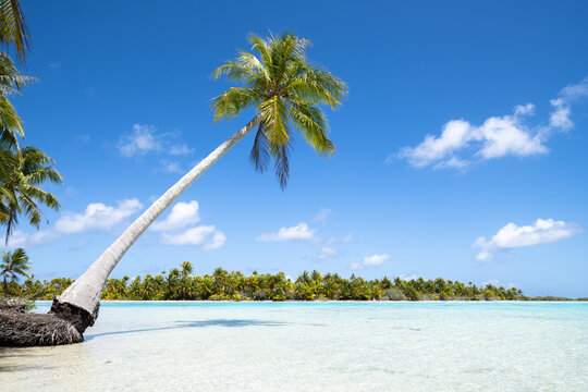 Palm tree at the Blue Lagoon, Fakarava Atoll, French Polynesia