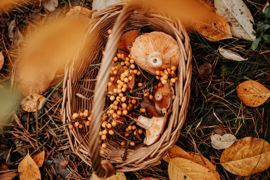 Wicker basket with few freshly foraged Lactarius deliciosus (saffron milk cap) mushrooms and some sea buckthorn branches