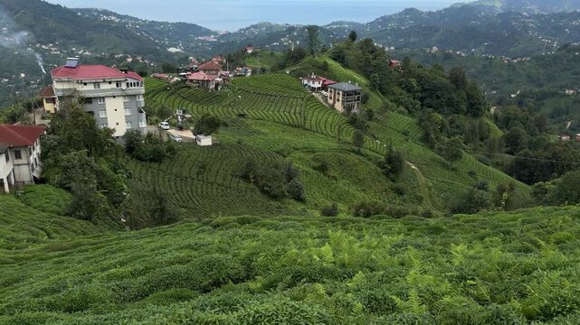Cayeli, Turkey - September 26, 2026: Green tea fields curve across rolling hills beside hillside homes, with layered mountains creating a peaceful Darjeeling landscape in India