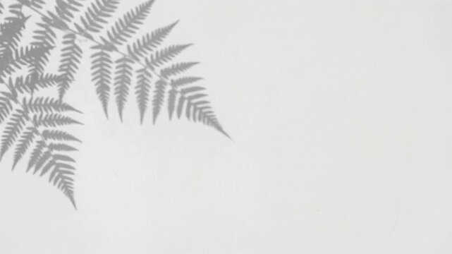 Fine fern shadows framing the upper corner of a softly textured white plaster wall