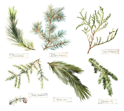 Watercolor hand drawn set of winter coniferous branches pine, spruce, thuja, hemlock, fir with botanical names, isolated on white background. Christmas evergreen clipart for holiday design
