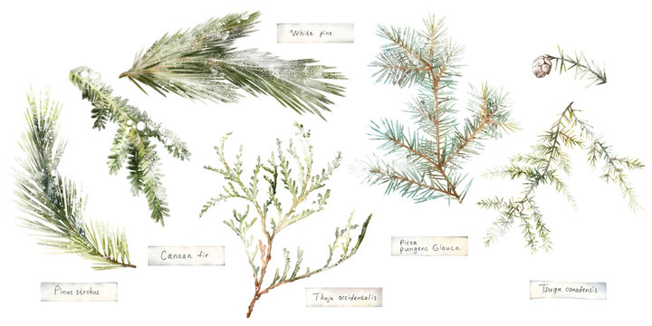Watercolor hand drawn set of snowy winter coniferous branches pine, spruce, thuja, hemlock, fir with botanical names, isolated on white background. Christmas evergreen clipart for holiday design