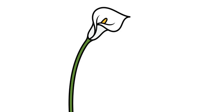 Minimalist Illustration of a Single White Calla Lily Flower