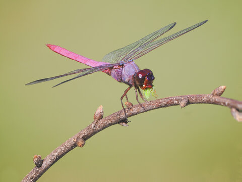 A Focus Stacked Close-up Image of a a Perched Male Roseate Skimmer Dragonfly with a Green Bug In It's Mouth
