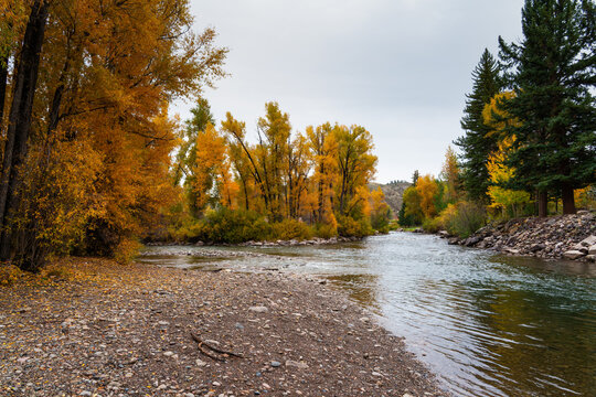 Aautumn Foliage in the Rocky Mountains of Colorado. The confluence of the East River, the Taylor River and the Gunnison River., Almont - Colorado