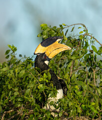 Malabar Pied Hornbill Perched in Dense Tropical Foliage in Sri Lanka © Prasanna