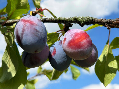 Ripe plums on tree in orchard