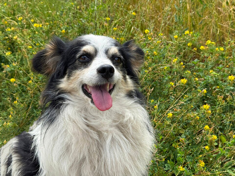 Cheerful doggy with tongue out in meadow grass.