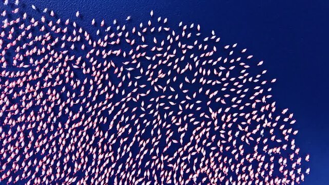 Flamingo flock pattern in deep blue water. High density pink wading bird colony gathered in dark coastal lagoon salt water.