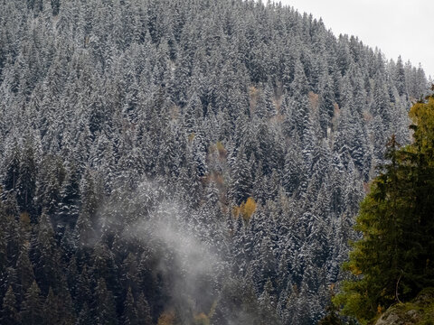 automne arbre ocre jaune au milieu des &eacute;pic&eacute;as enneig&eacute;s dans la brume