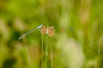 Male white-legged damselfly perched on a dried flower head, surrounded by soft green meadow vegetation © in_colors