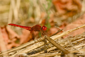 Male scarlet skimmer dragonfly perched on dry stems in warm sunlight. © in_colors
