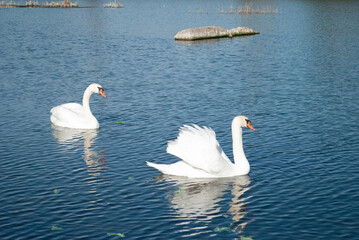 swans on the lake © Христина Палюх