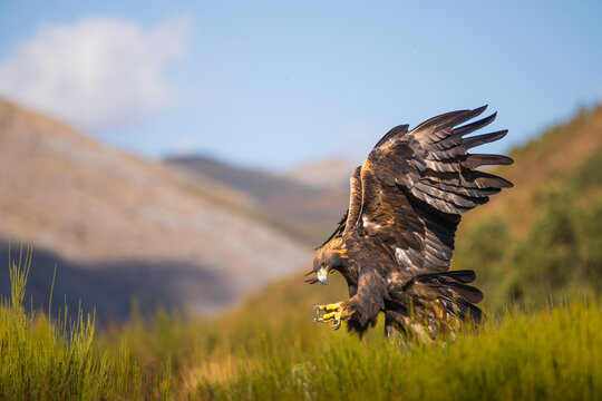 Golden eagle landing in mountain habitat, spreading powerful wings