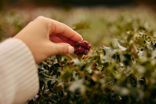 Hand Picking Wild Blackberry