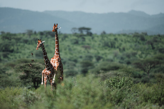 Reticulated giraffes standing in the green savanna