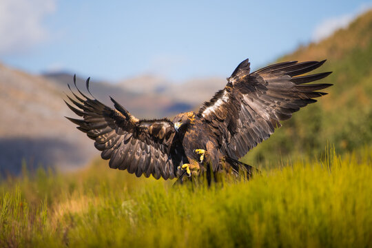 Golden eagle landing in green field, wings wide open