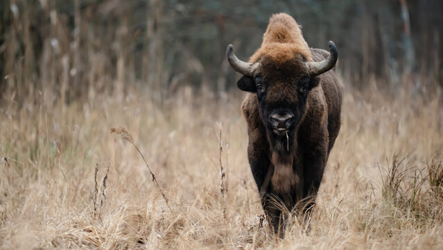 European bison walking through dry grasslands