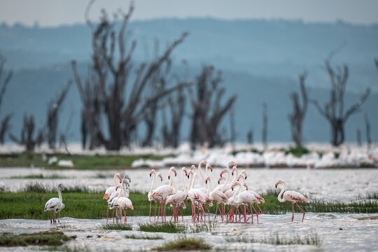 Lesser and greater flamingos wading in lake nakuru with dead trees
